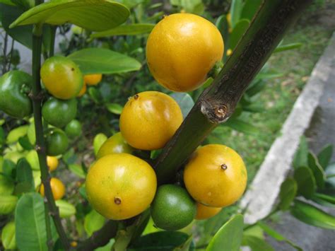 福樹果實|福木 (嘉義植物園)